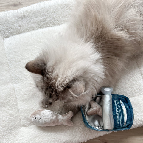 KITTY SARDINES 2